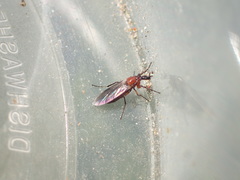 Dilophus tibialis