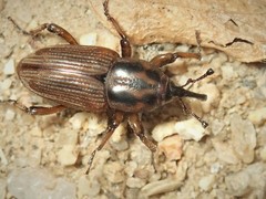 Sphenophorus brunnipennis