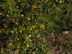 Larrea divaricata