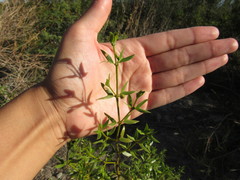 Larrea divaricata