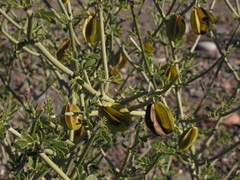Bulnesia retama