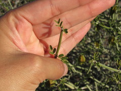 Bulnesia retama