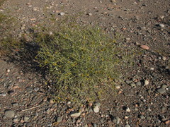 Bulnesia retama