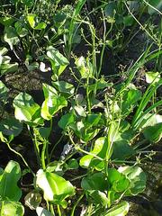 Echinodorus berteroi