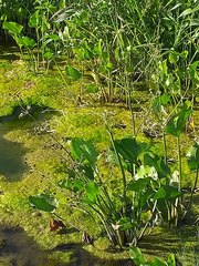 Echinodorus berteroi