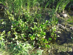 Echinodorus berteroi