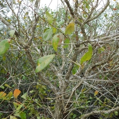 Quercus chapmanii