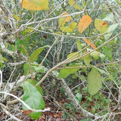 Quercus chapmanii