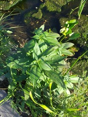 Ludwigia erecta