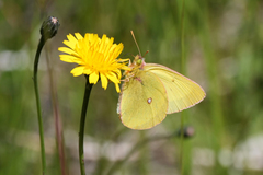 Colias occidentalis