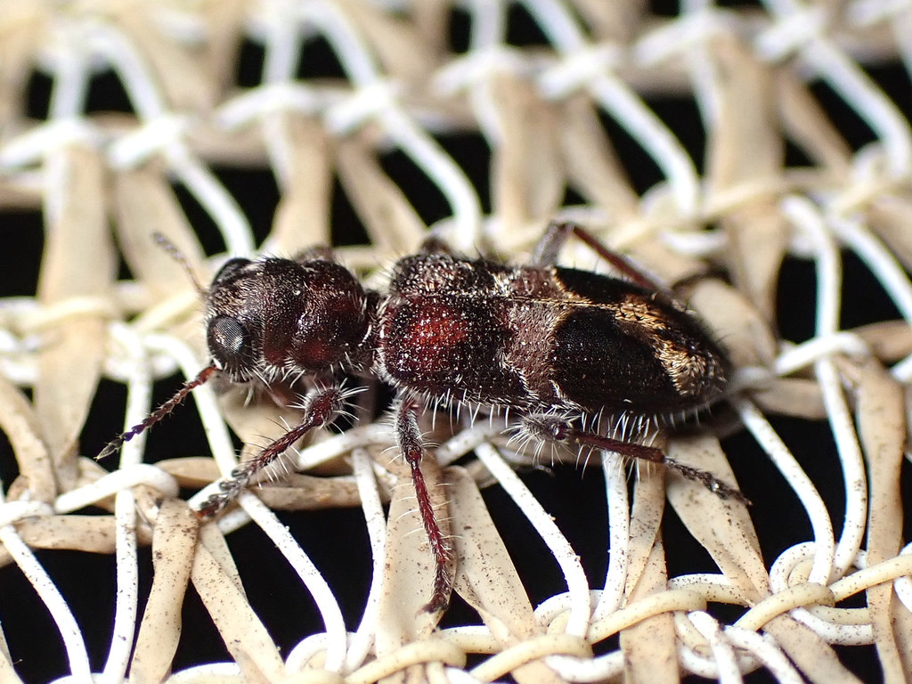 Stigmatium acerbum