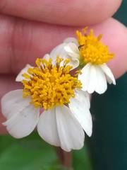 Bidens alba