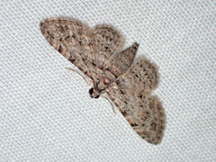 Sigilliclystis insigillata