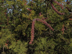 Vachellia aroma