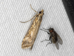 Nomophila corticalis