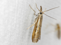 Ptochostola microphaeellus