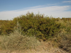 Vachellia aroma