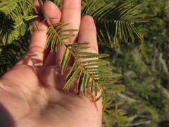 Vachellia aroma