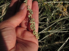 Atriplex lampa