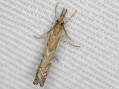 Ptochostola microphaeellus