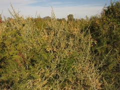 Atriplex lampa