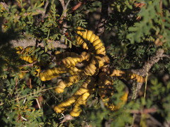 Prosopis strombulifera