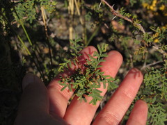 Prosopis strombulifera