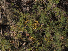 Prosopis strombulifera