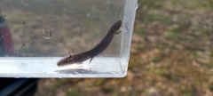 Necturus beyeri