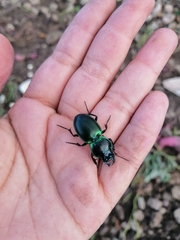 Pasimachus mexicanus