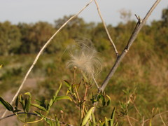 Clematis montevidensis