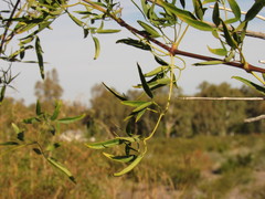 Clematis montevidensis