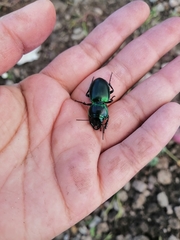 Pasimachus mexicanus