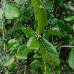 Quercus chapmanii