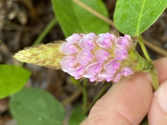 Uraria lagopodioides