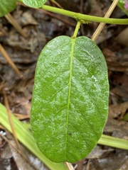 Uraria lagopodioides