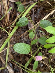 Uraria lagopodioides