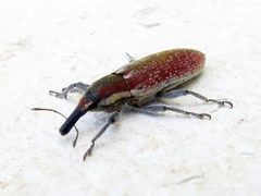 Lixus vilis