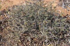 Solanum nummularium