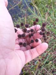 Echinodorus berteroi