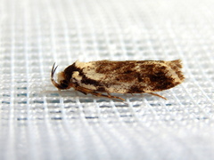 Barea synchyta
