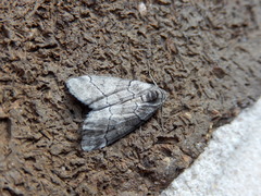 Corula geometroides