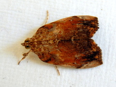 Crocidolomia suffusalis