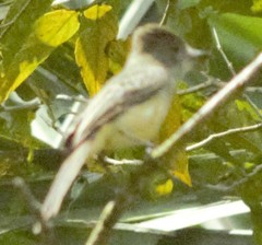 Myiarchus ferox