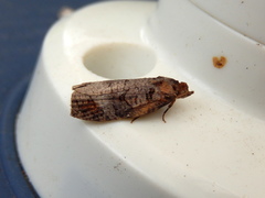 Cryptoptila australana