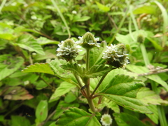 Lippia dulcis
