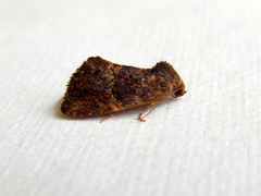 Elusa oenolopha