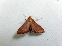 Endotricha ignealis