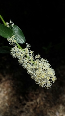 Ceanothus integerrimus