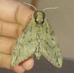 Ceratomia catalpae